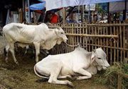 Indonesia kekurangan...