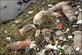 900 babi mati di Sungai...