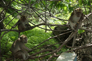 Habitat terganggu, kawanan...