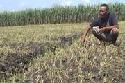 Petani terancam tak...