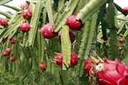 Petani sumringah pemerintah...