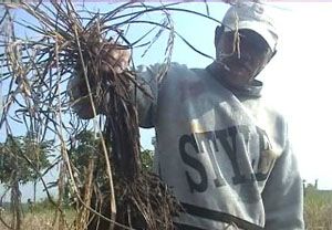 Hama wereng serang 50...