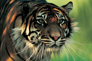 Warga Bogor jual Harimau...