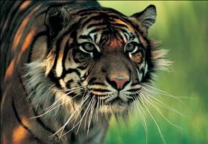 Harimau betina Sumatera...