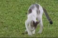 Kucing ini buang hajat...
