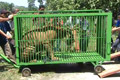 2 harimau Bengala asal...