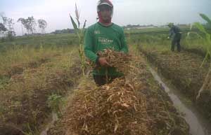 Gagal panen, Petani...