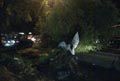 Hujan semalam, pohon...