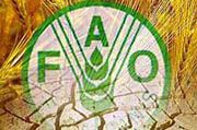 FAO: Prospek pasar pangan...