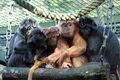 Habitat Lutung Bekasi...