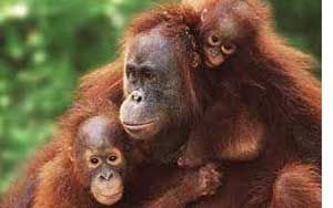 3 Orangutan di WRC terancam...