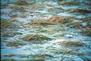 Banjir - longsor terjang...
