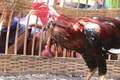 Ayam sakti, leher dipotong...