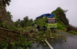Pohon tumbang & batu...