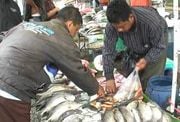 Harga ikan di Makassar...