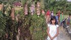 Tradisi lokal sirungguk,...