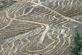Greenomics: Grup Sinarmas...