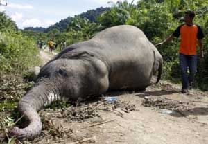 Pembantaian gajah Sumatera...