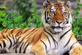 WWF ingatkan pemerintah...