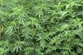 Aparat Sydney sita ganja...