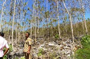 Tebang pohon warga Sumba,...