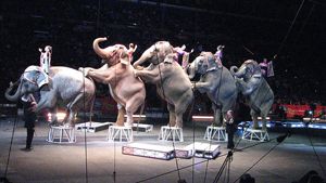 Menipu seekor gajah...
