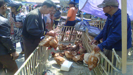 Pedagang ayam juga raup...