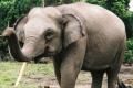Kawanan gajah injak...