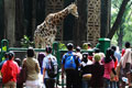 Jokowi ingin Ragunan...