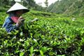 Teh produk RNI serbu...