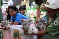 3 Harimau putih lahir...