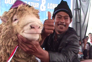 Unik, ratusan kambing...