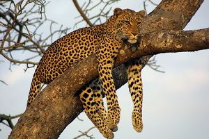 Warga Jepara tangkap...