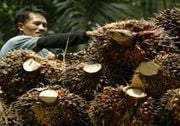 Tampung kelapa sawit...