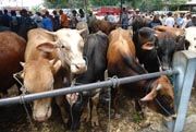 Budidaya sapi lokal...