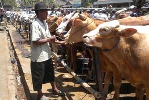 Pengawasan hewan kurban...