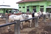 Harga sapi kurban di...