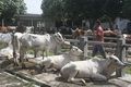 Harga sapi di Kulonprogo...
