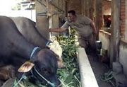 Harga sapi kurban tahun...