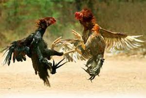 4 penjudi sabung ayam...