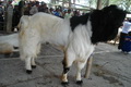 Harga kambing naik,...
