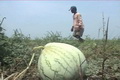 Kemarau panjang, petani...
