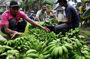 Ketika pisang mas kirana...
