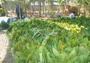 Harga tembakau di Magelang...