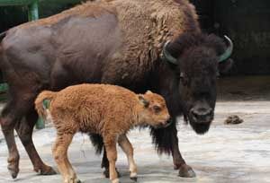 Bayi bison Amerika tambah...