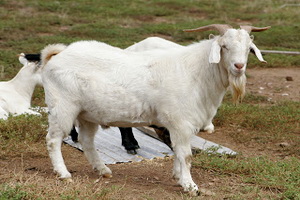 Penyakit kambing ini...