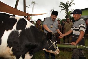 Pakde Karwo kurban Sapi...