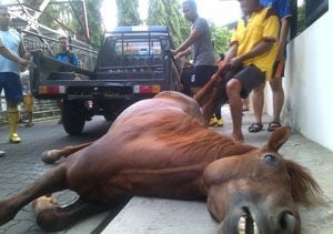 Dikejar anjing, kuda...
