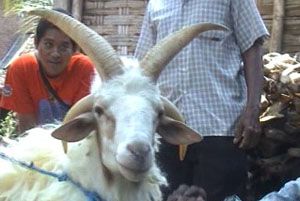 Kambing bertanduk 4...