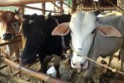 Harga sapi di Sukoharjo...